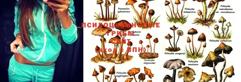 hydra зеркало  Канск  shop какой сайт  Псилоцибиновые грибы Psilocybe 