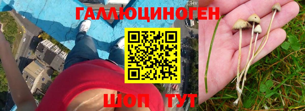 Псилоцибиновые грибы Psilocybe Канск